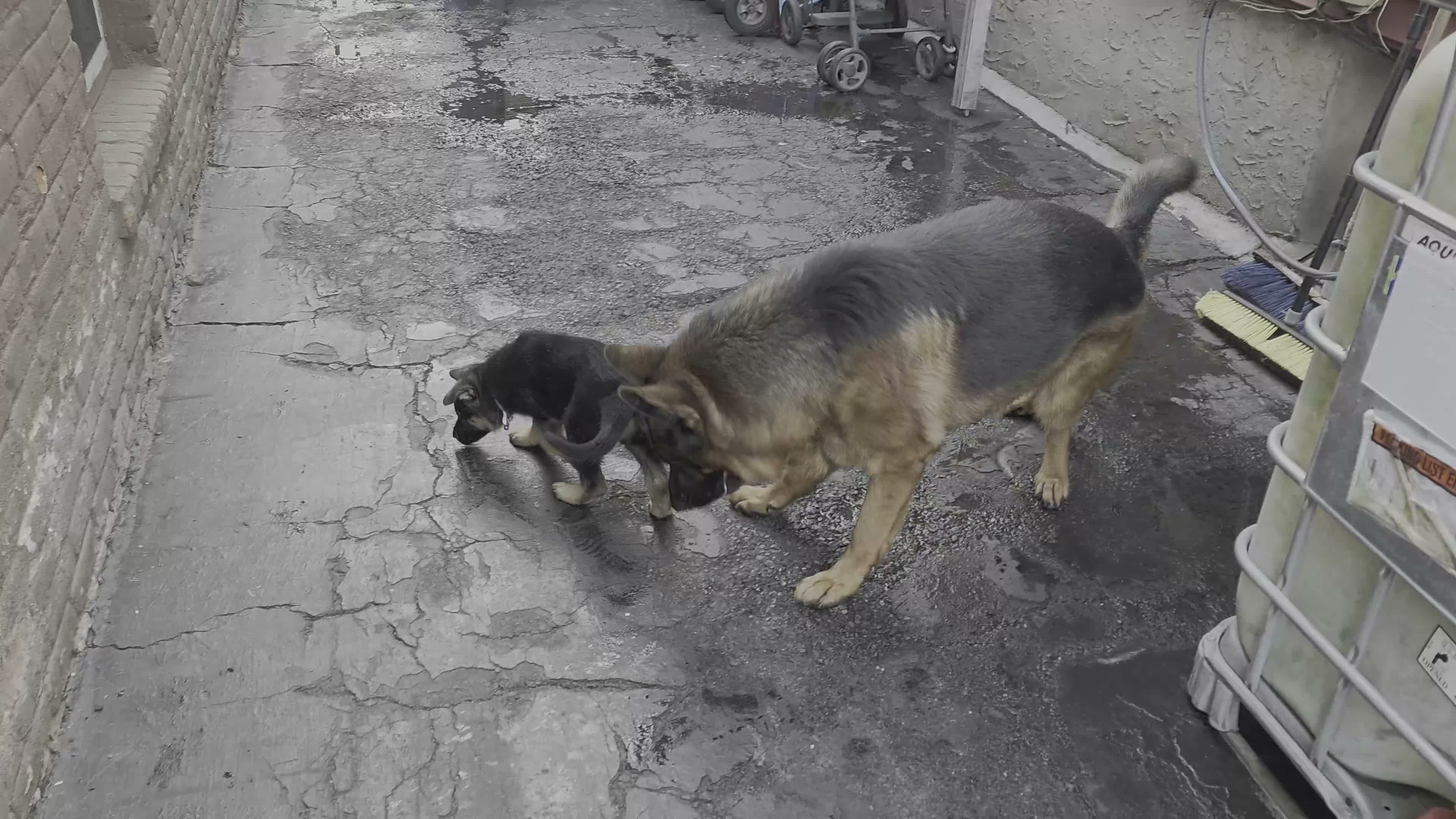 German Shepherd dogs for sale: Diesel 🐾 - Video 1