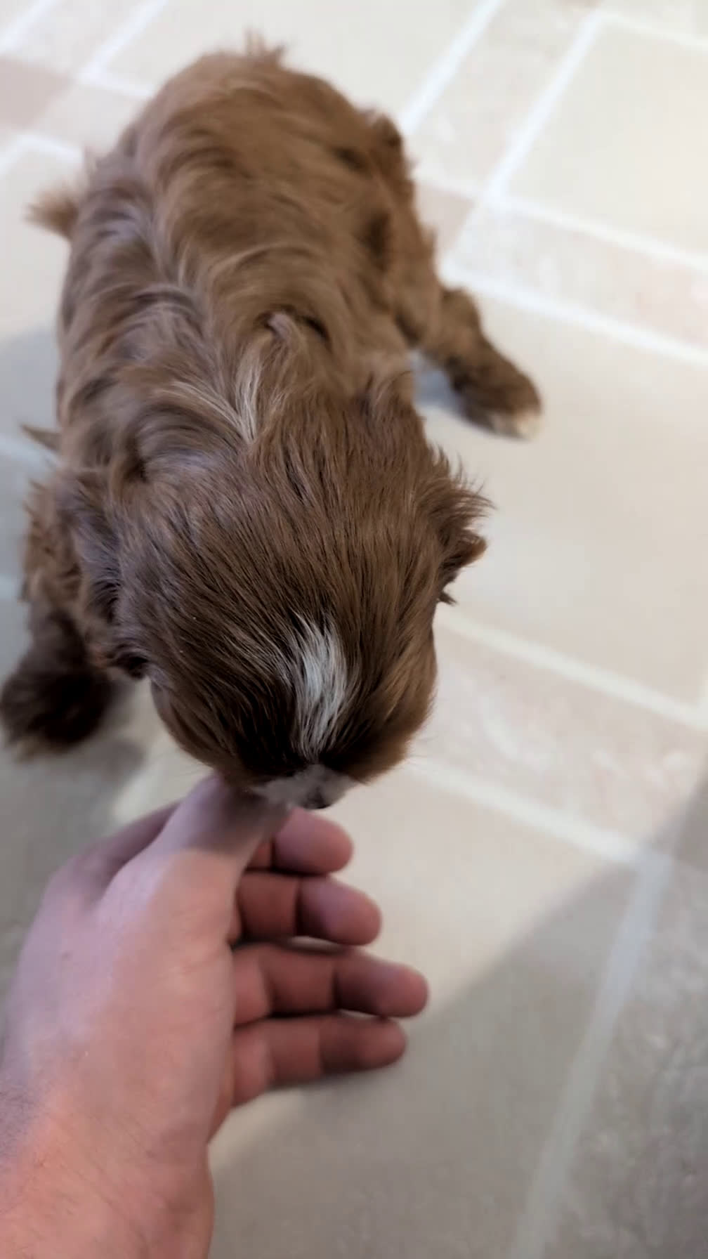 Cavapoo dogs for sale: Arlo - Video 1