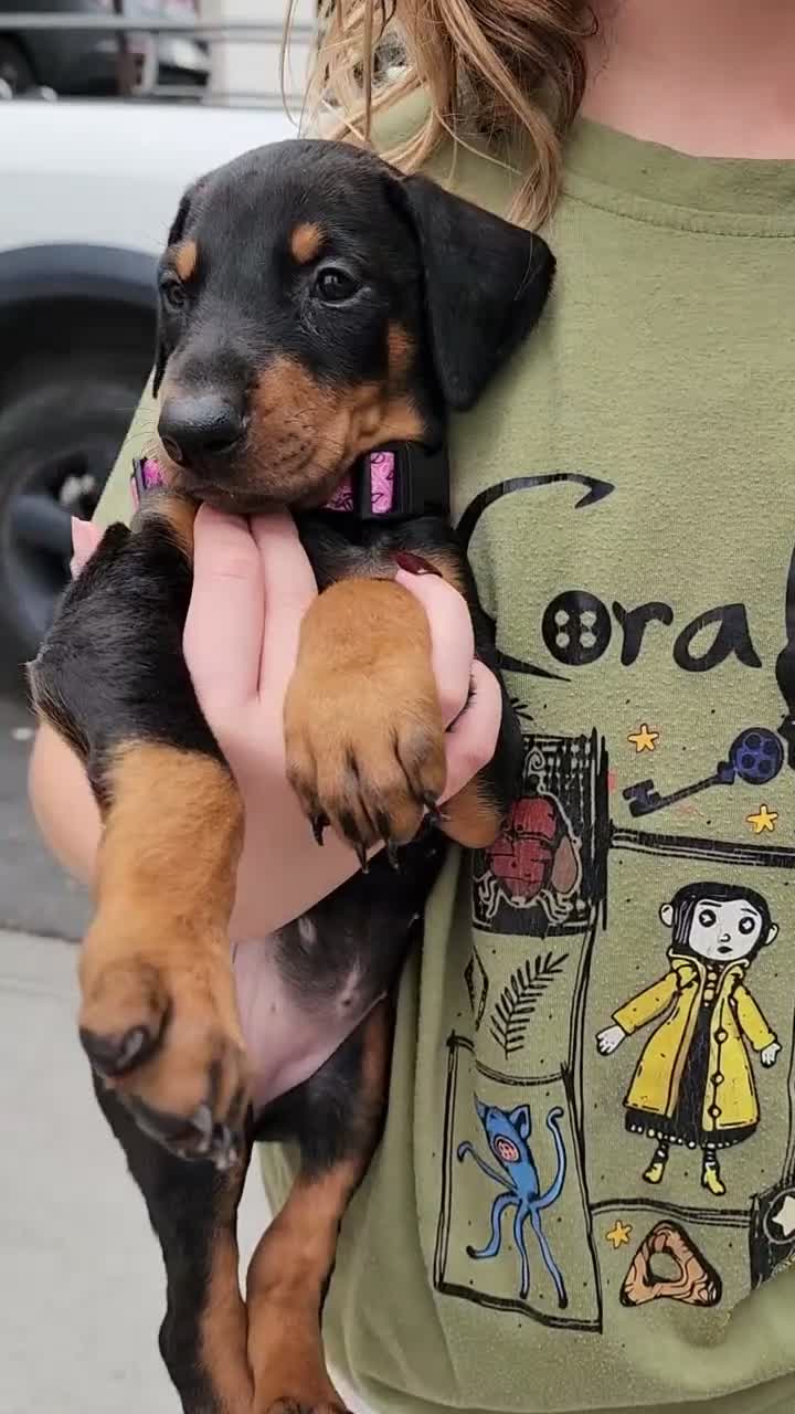 Doberman Pinscher dogs for sale: Jessica F1 - Video 1