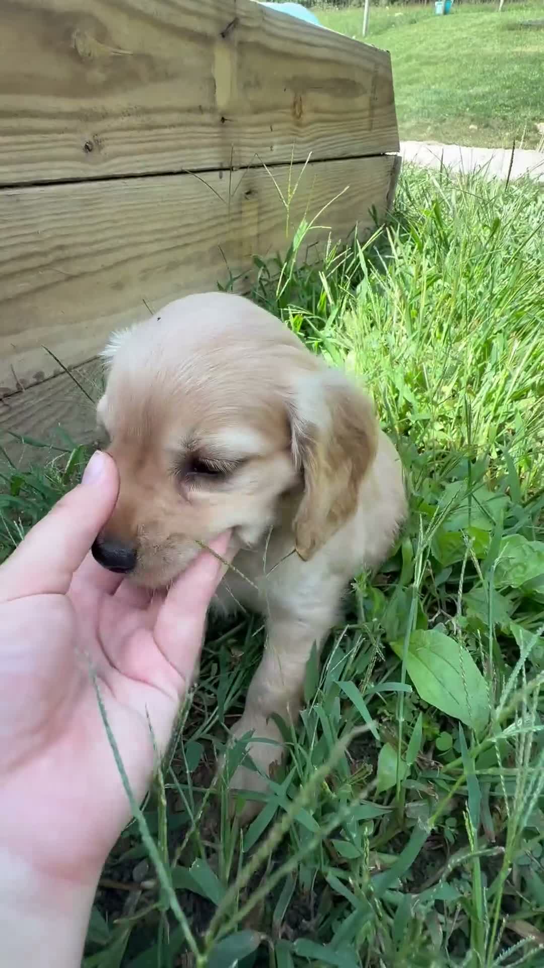Miniature Golden Retriever dogs for sale: Greta - Video 1