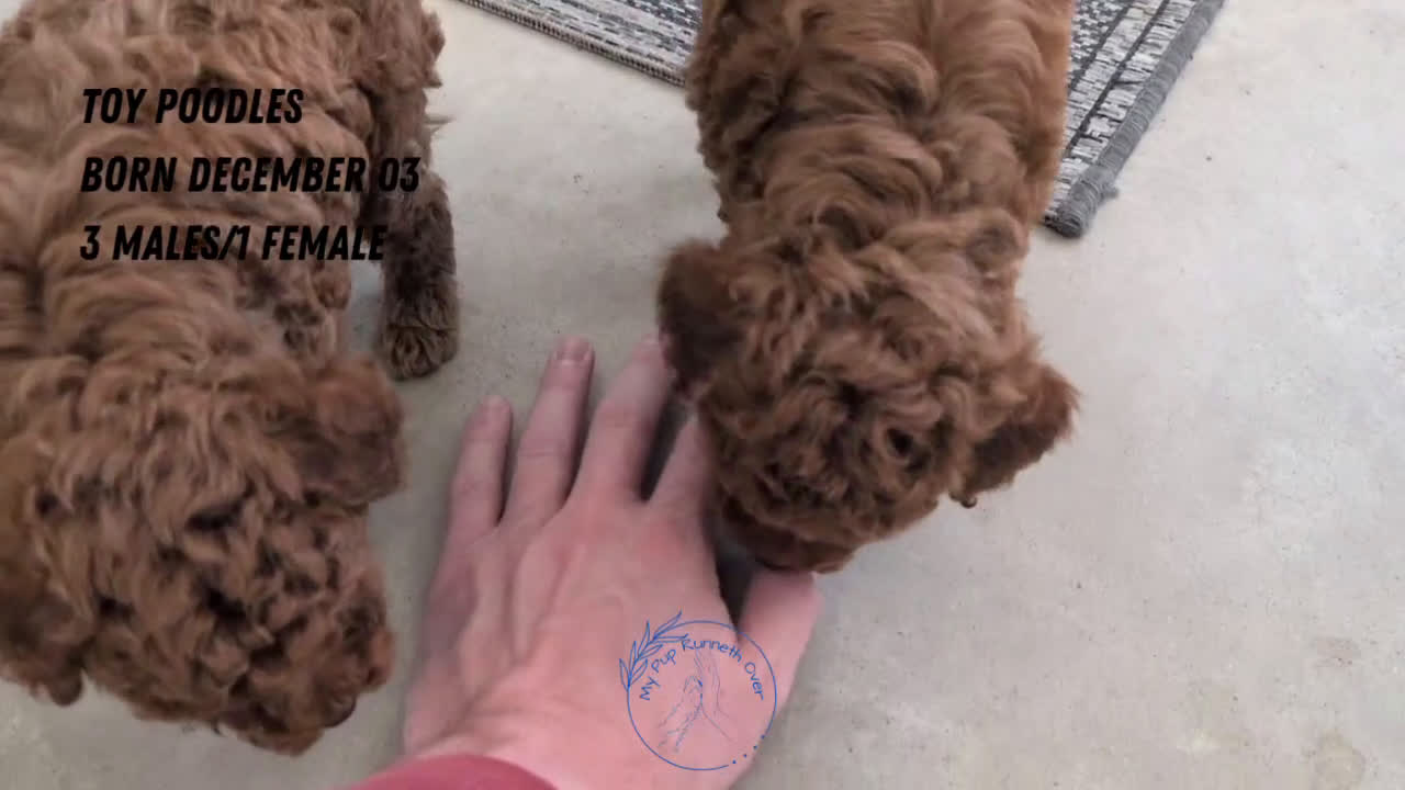 Toy Poodle dogs for sale: Cash - Video 4