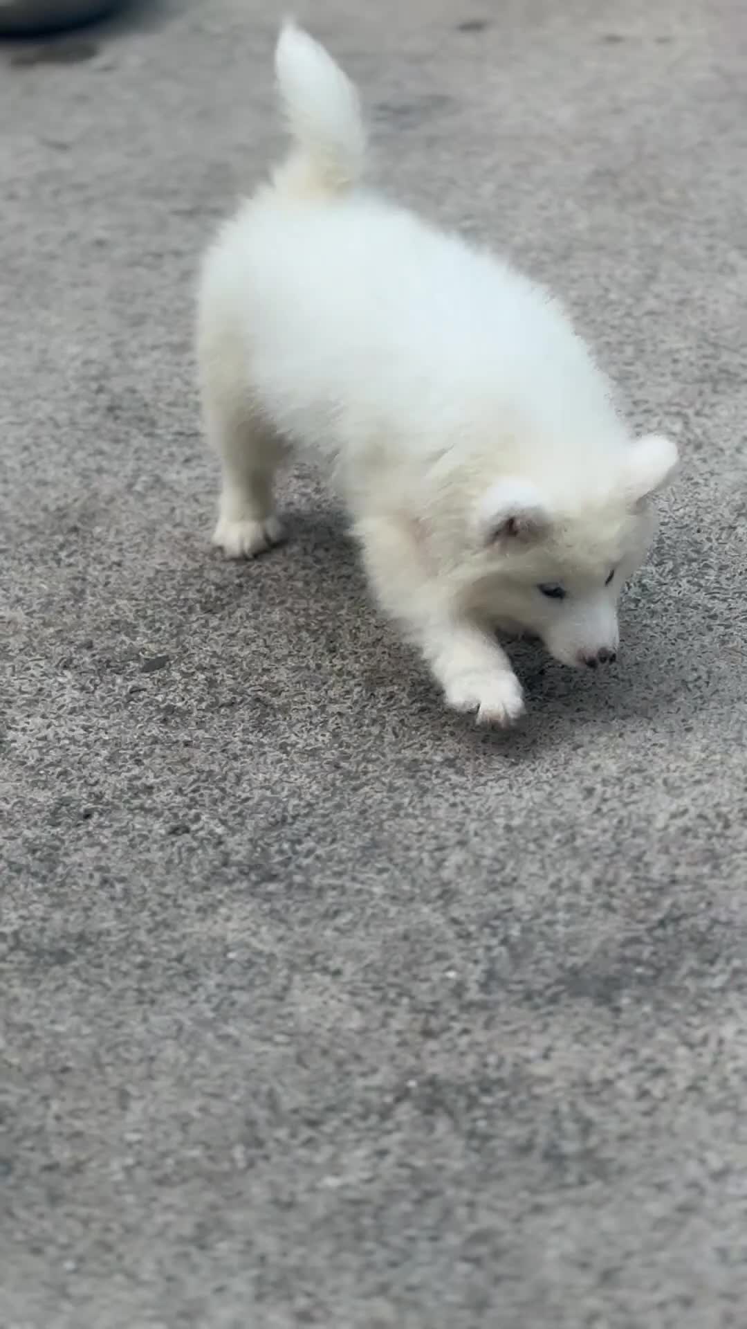 Samoyed dogs for sale: Samoyed 7 - Video 1