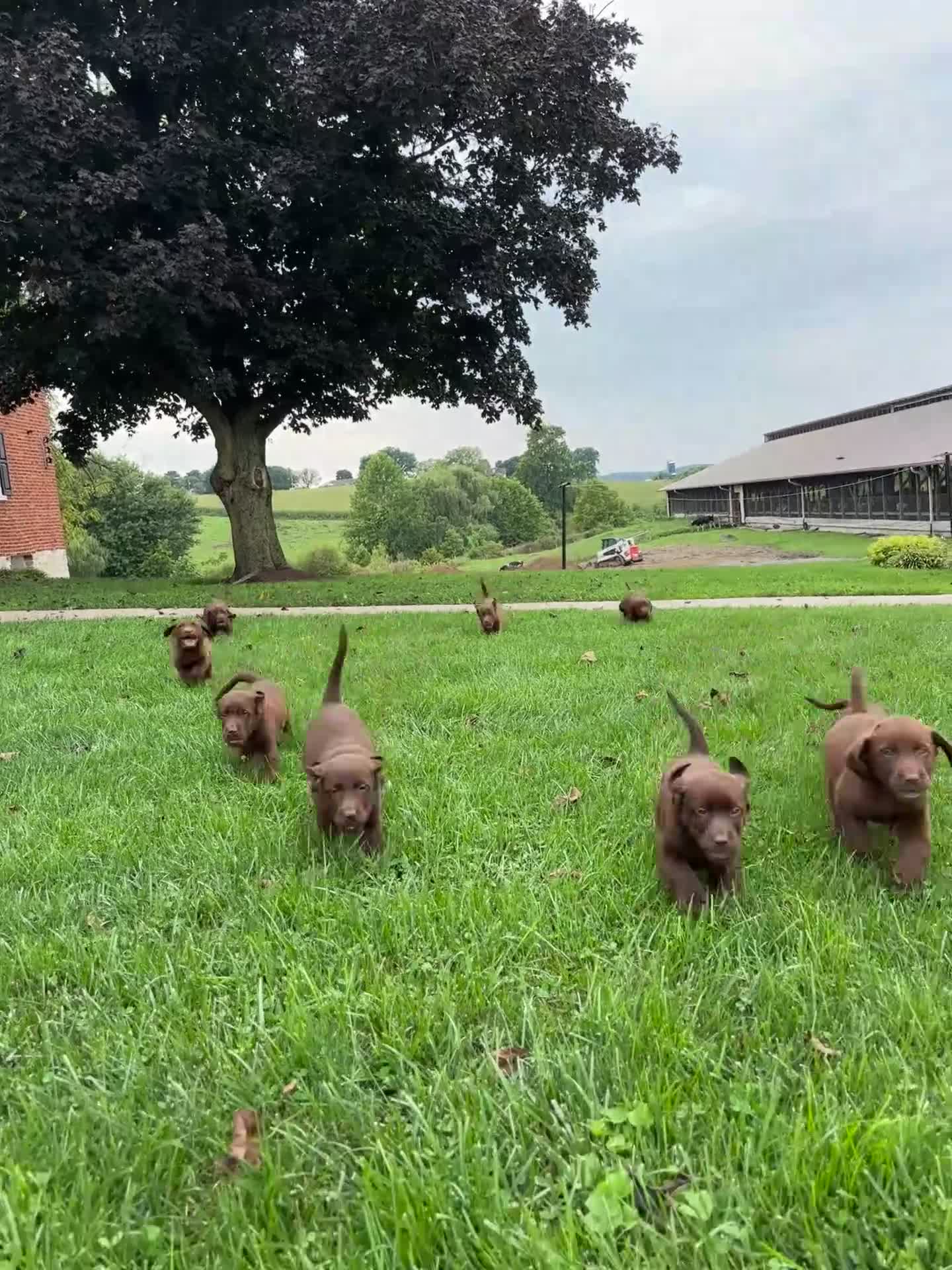 Labrador Retriever dogs for sale: Maggie - Video 2