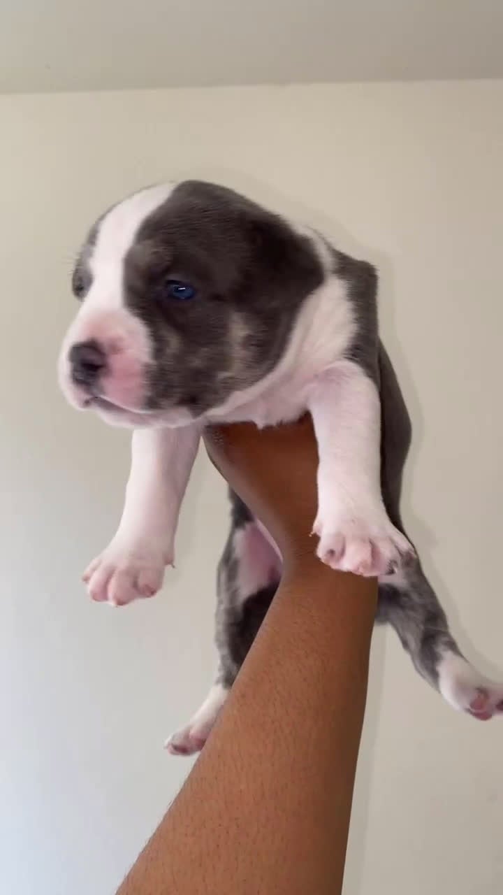 American Pit Bull Terrier dogs for sale: American Pit Bull Terrier Puppy 4 - Video 1