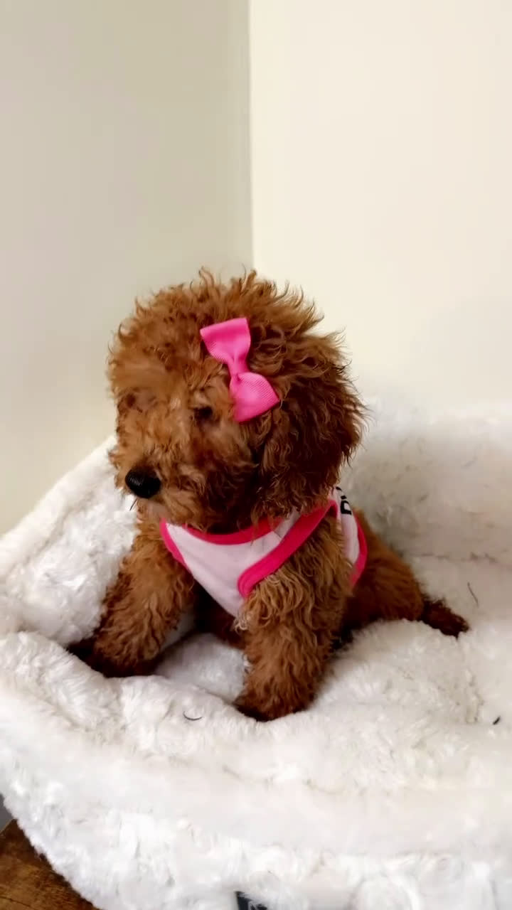 Cavapoo dogs for sale: Riley  - Video 2