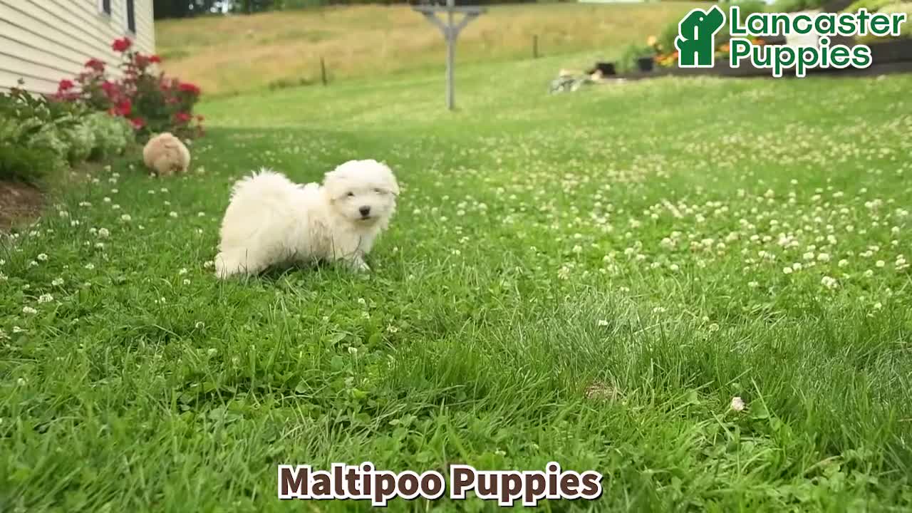 Maltipoo dogs for sale: Fluffy  - Video 1