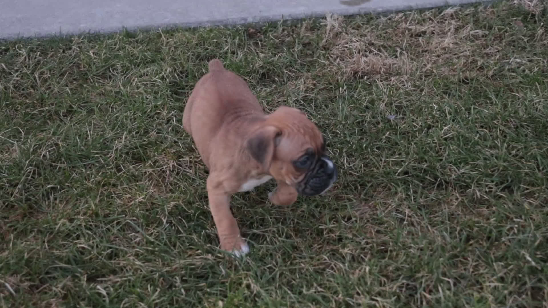 Boxer dogs for sale: Ford - Video 1