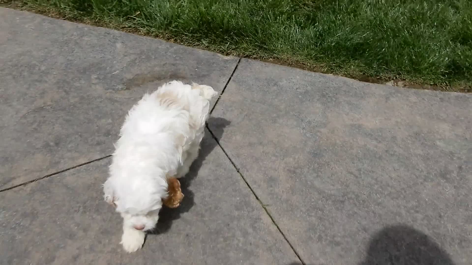 Cockapoo dogs for sale: Maci - Video 2