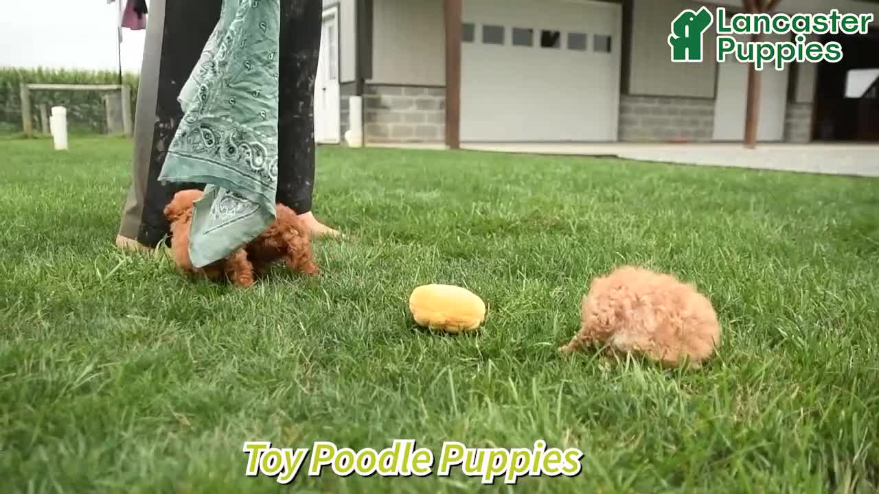 Toy Poodle dogs for sale: Trina - Video 1