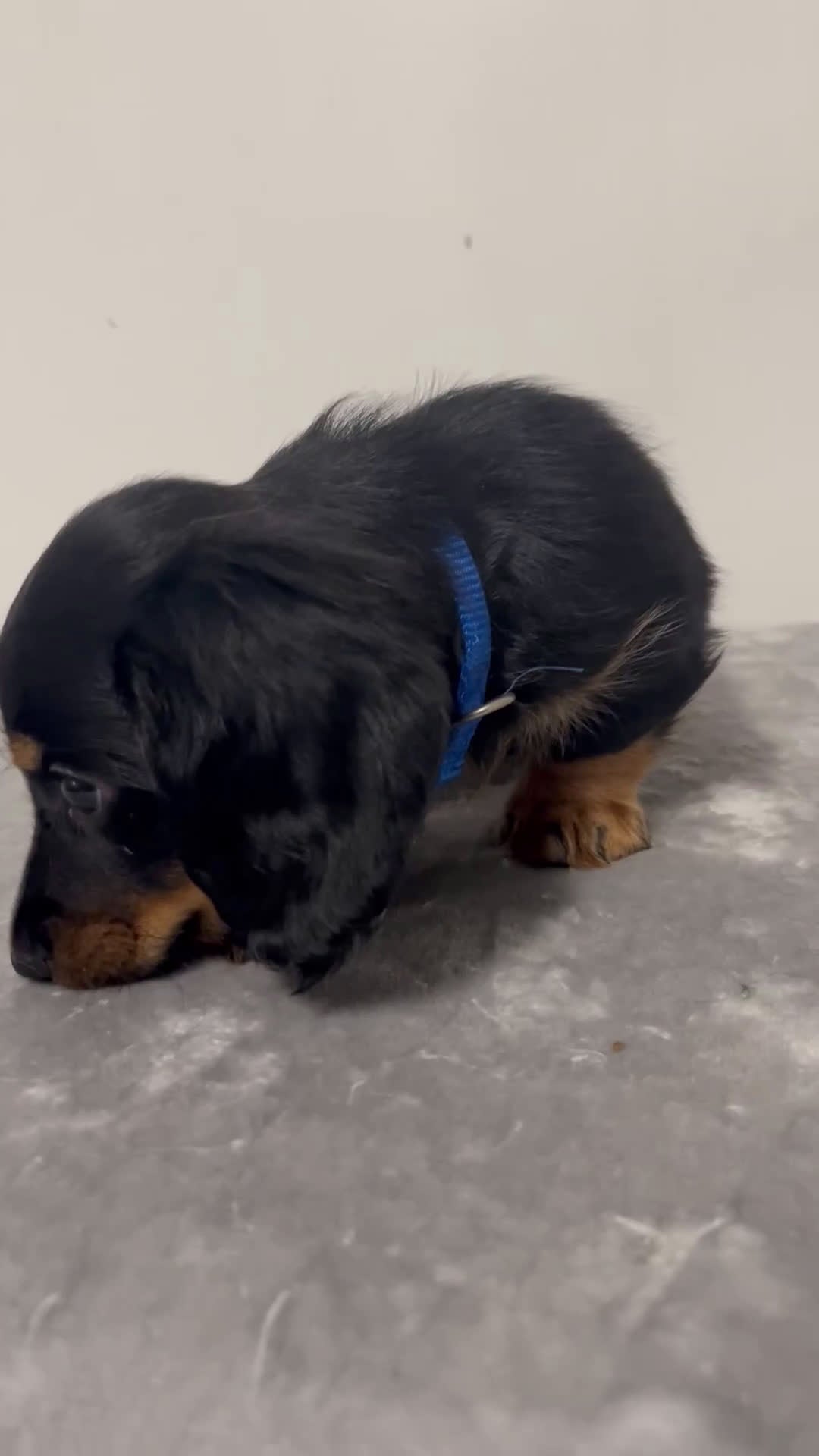 Miniature Dachshund dogs for sale: Miniature Dachshund omar - Video 1