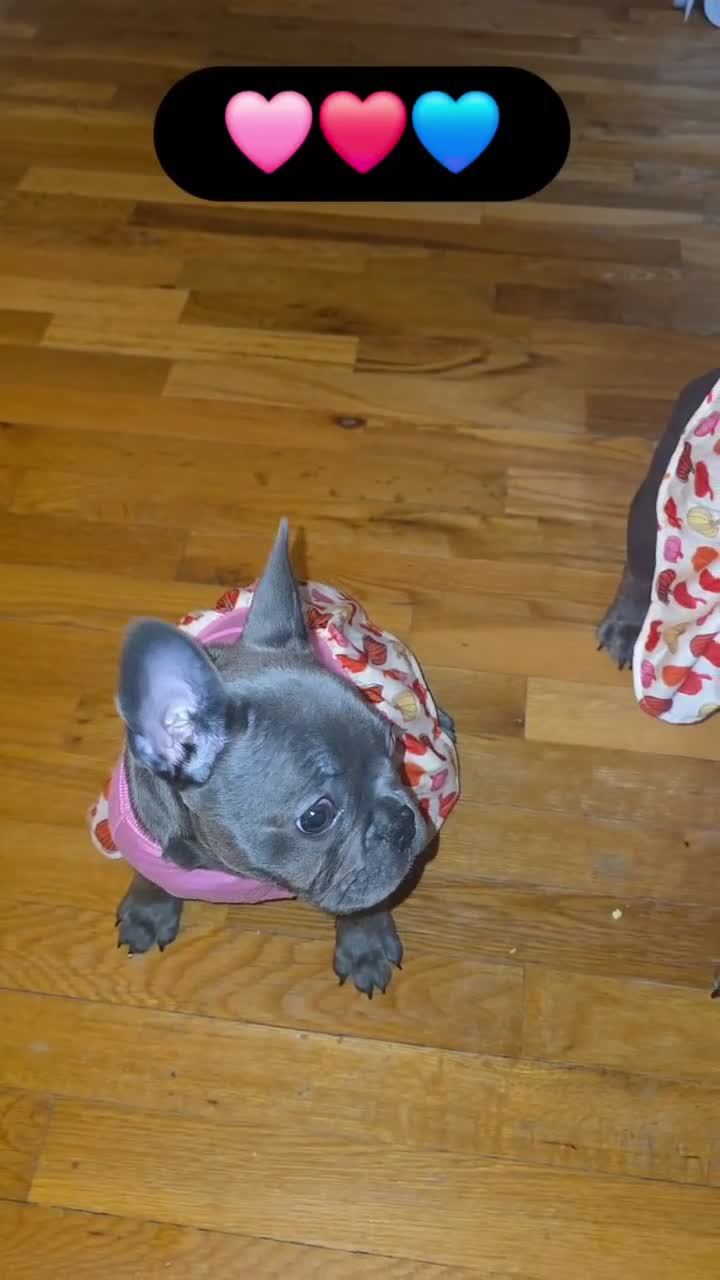 French Bulldog dogs for sale: Female French Bulldog 🐕🩷 - Video 3