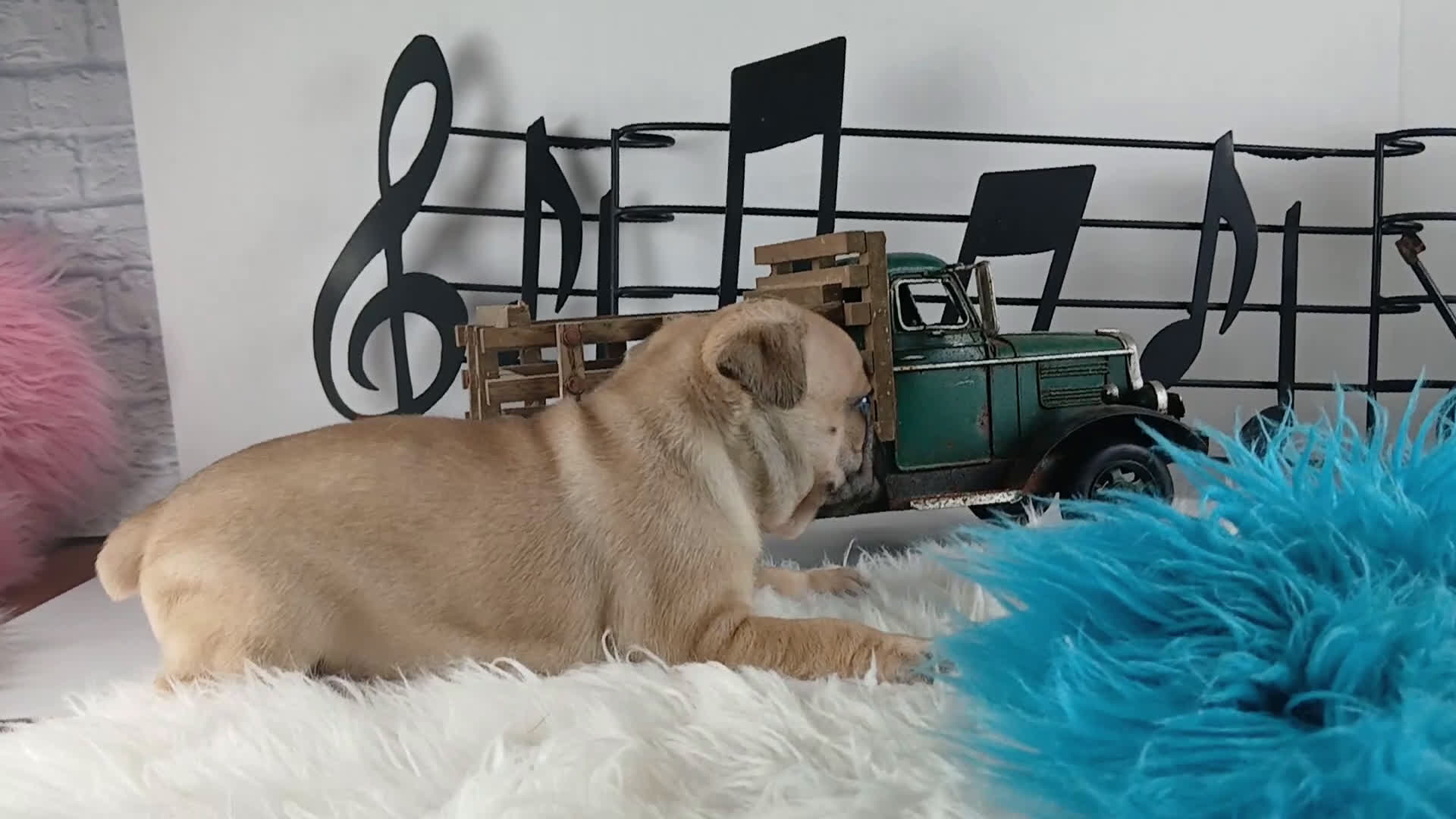 French Bulldog dogs for sale: Frenchie boy, NATIONWIDE DELIVERY  - Video 1