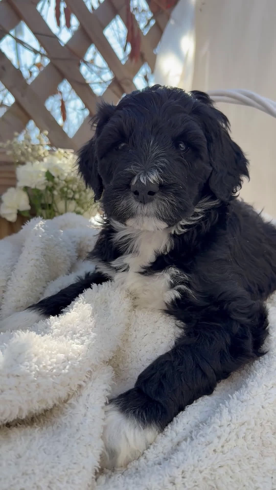 Mixed Breed dogs for sale: Beauty  - Video 1