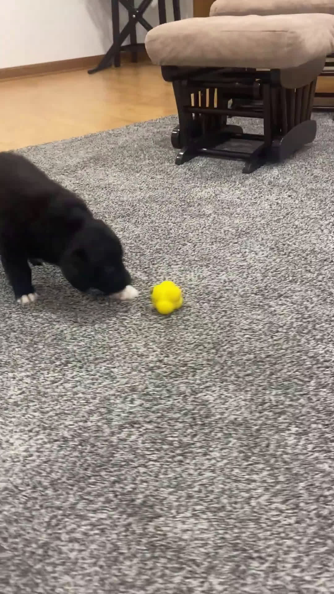 Mixed Breed dogs for sale: Max - Video 1