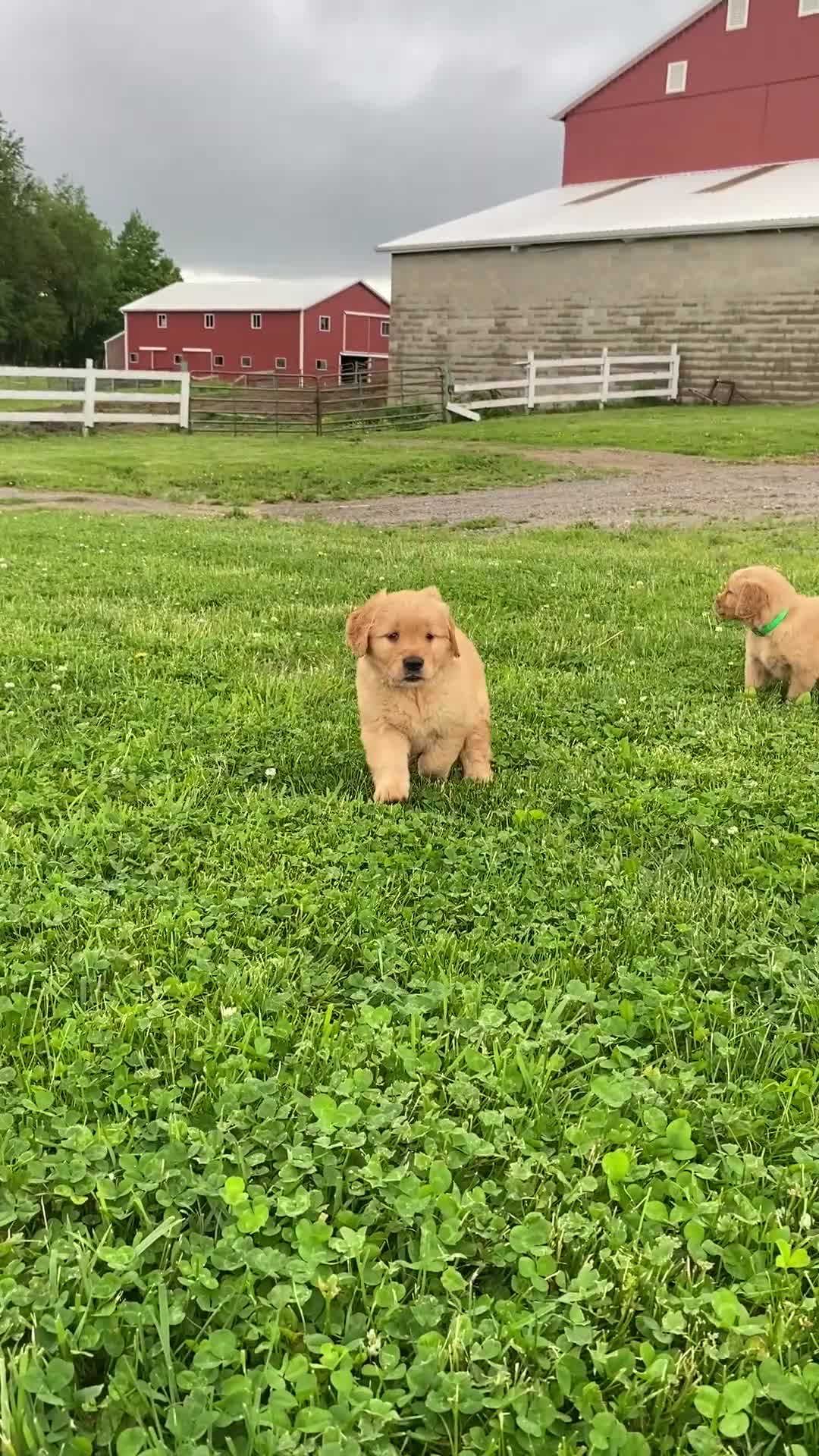Golden Retriever dogs for sale: Golden Retriever Macho - Video 1