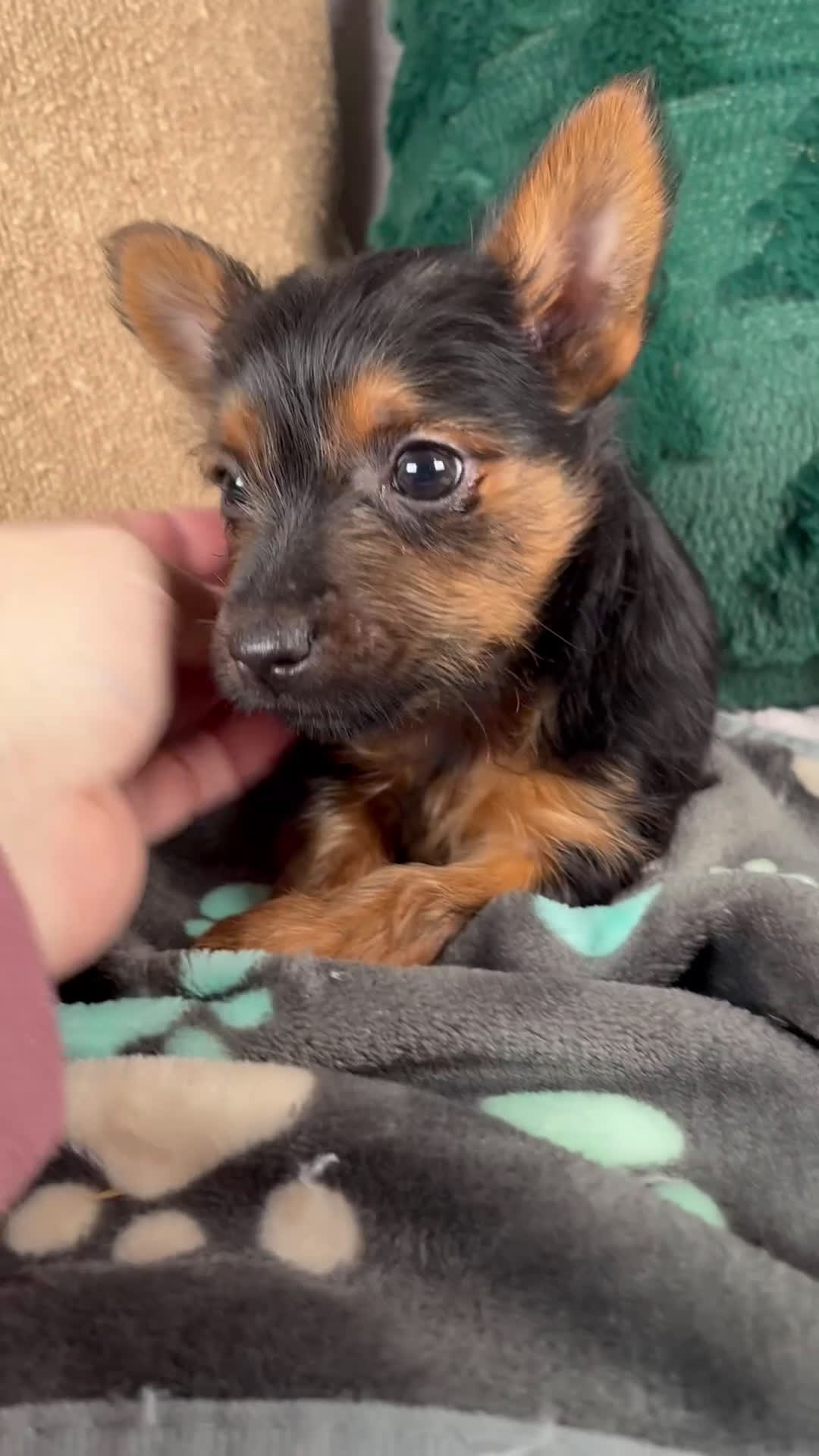 Yorkshire Terrier dogs for sale: Grace - Video 1