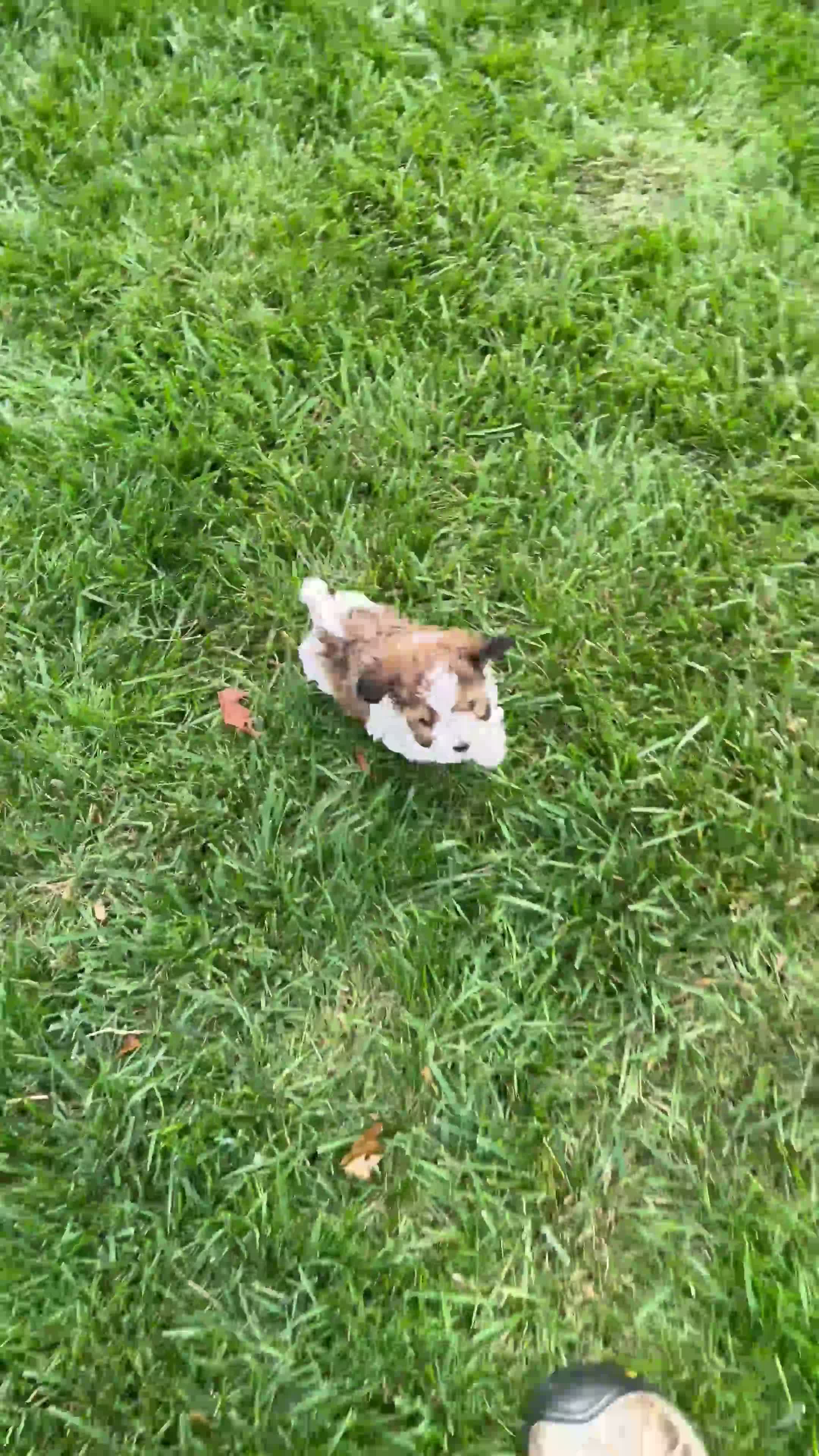 Havapoo dogs for sale: Racer - Video 1
