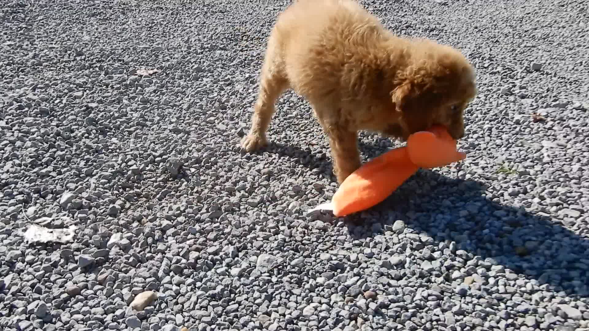 Mini Goldendoodle dogs for sale: Rover (medium) - Video 1