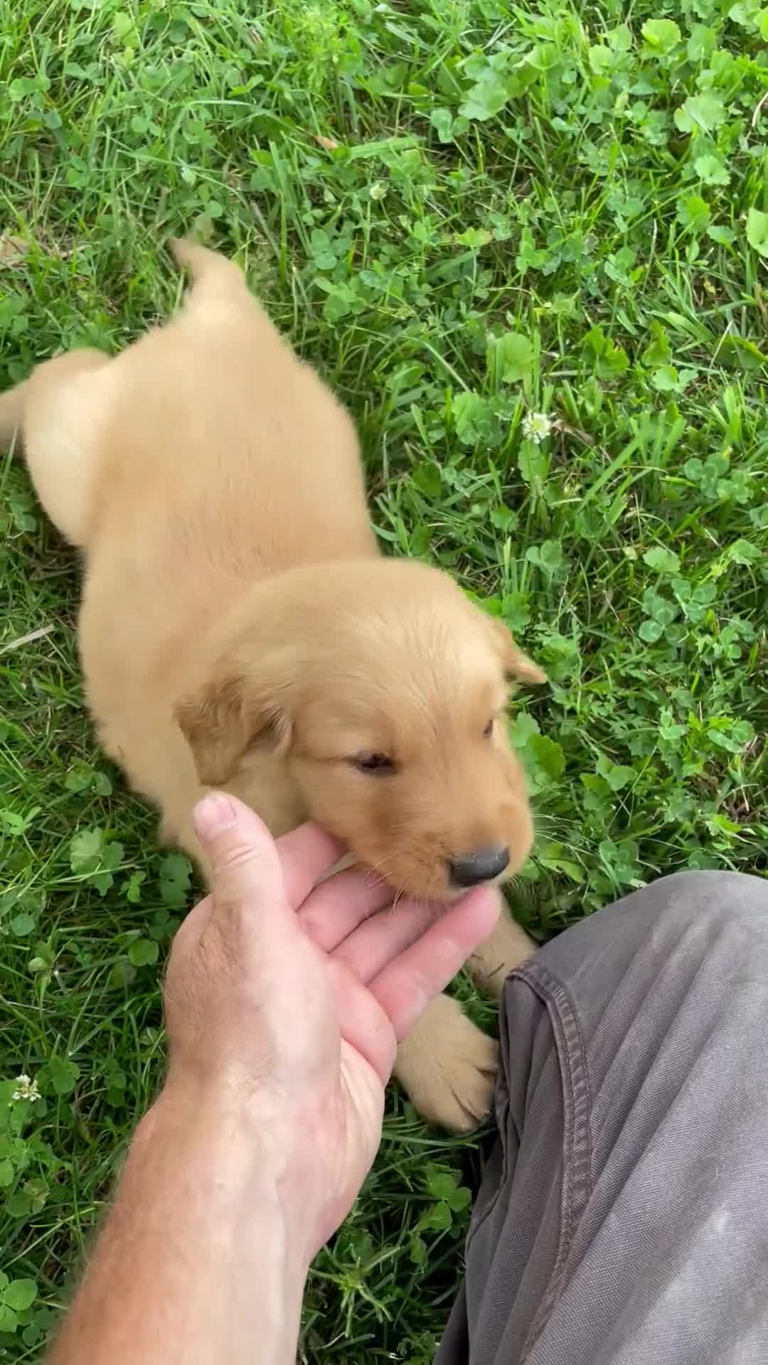 Golden Retriever dogs for sale: Duke - Video 2