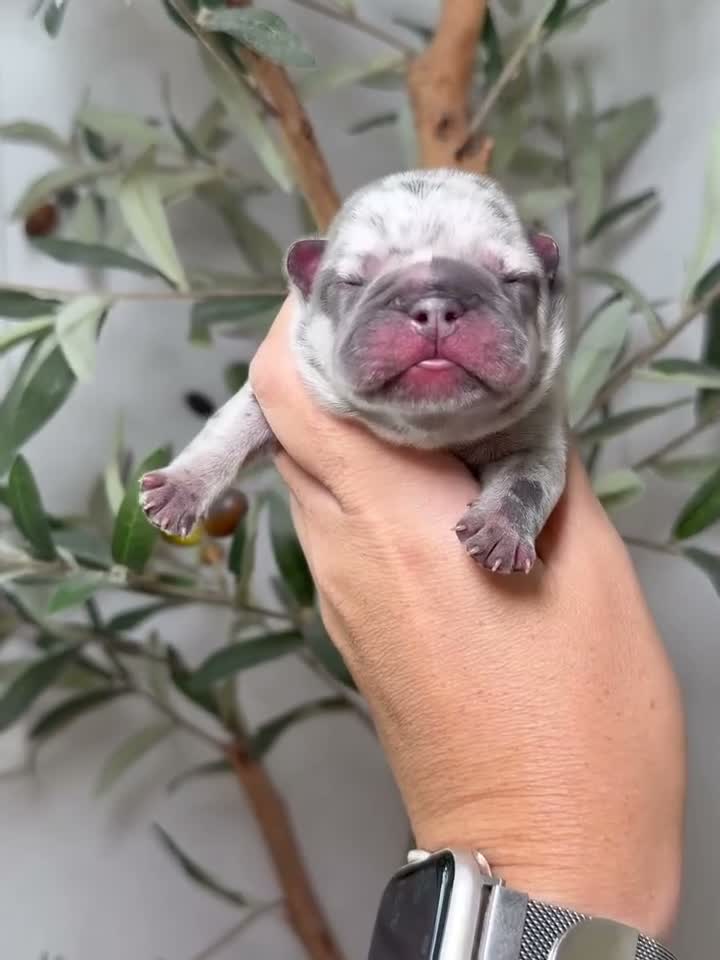 French Bulldog dogs for sale: Spellbound-Merle - Video 4