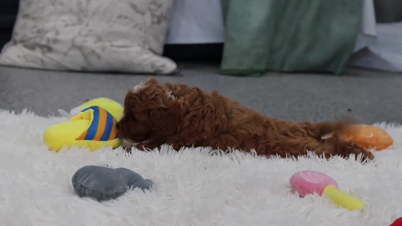 Cavapoo dogs for sale: Taylor - Video 1