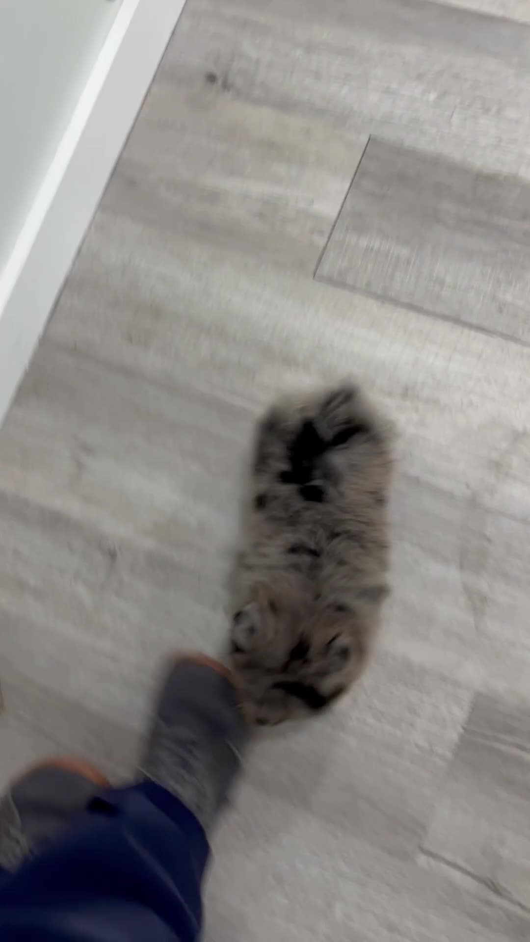 Pomeranian dogs for sale: Stormy - Video 1