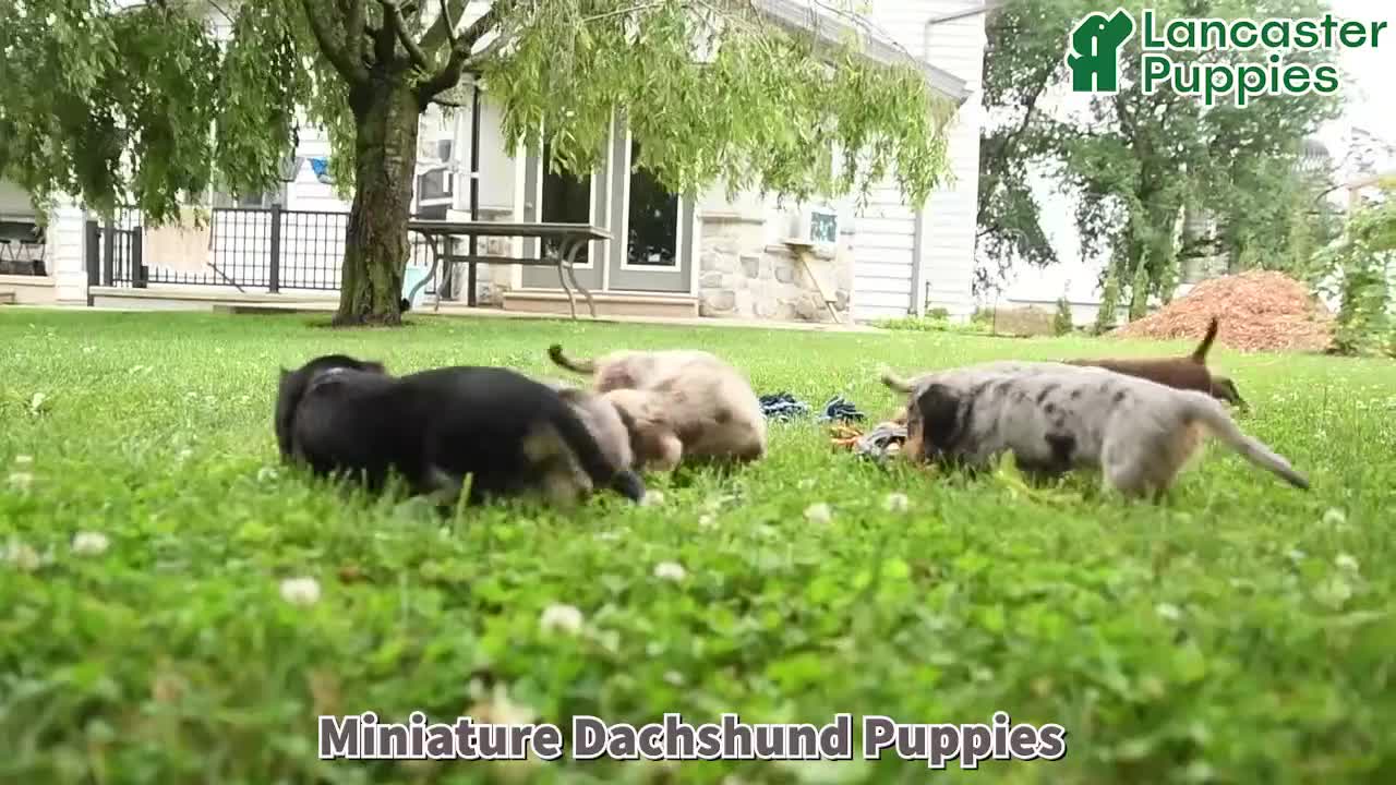 Miniature Dachshund dogs for sale: Coffee - Video 1