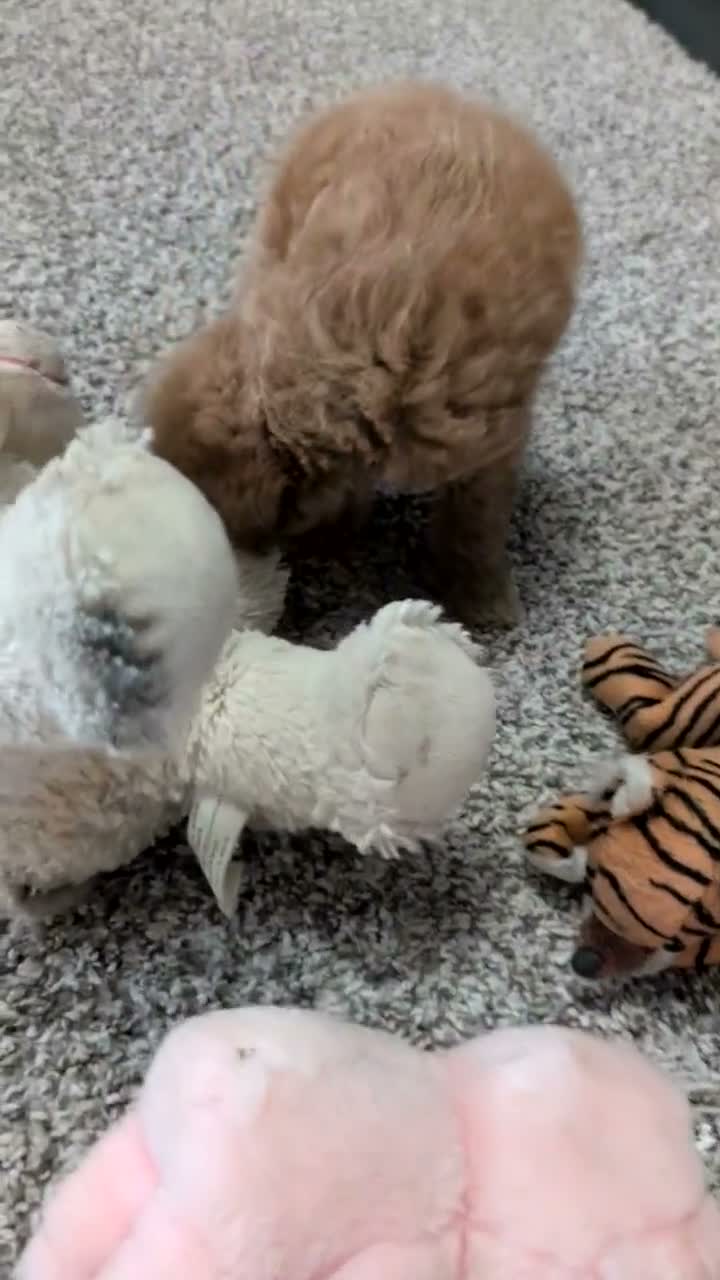 Mini Goldendoodle dogs for sale: Duke - Video 1
