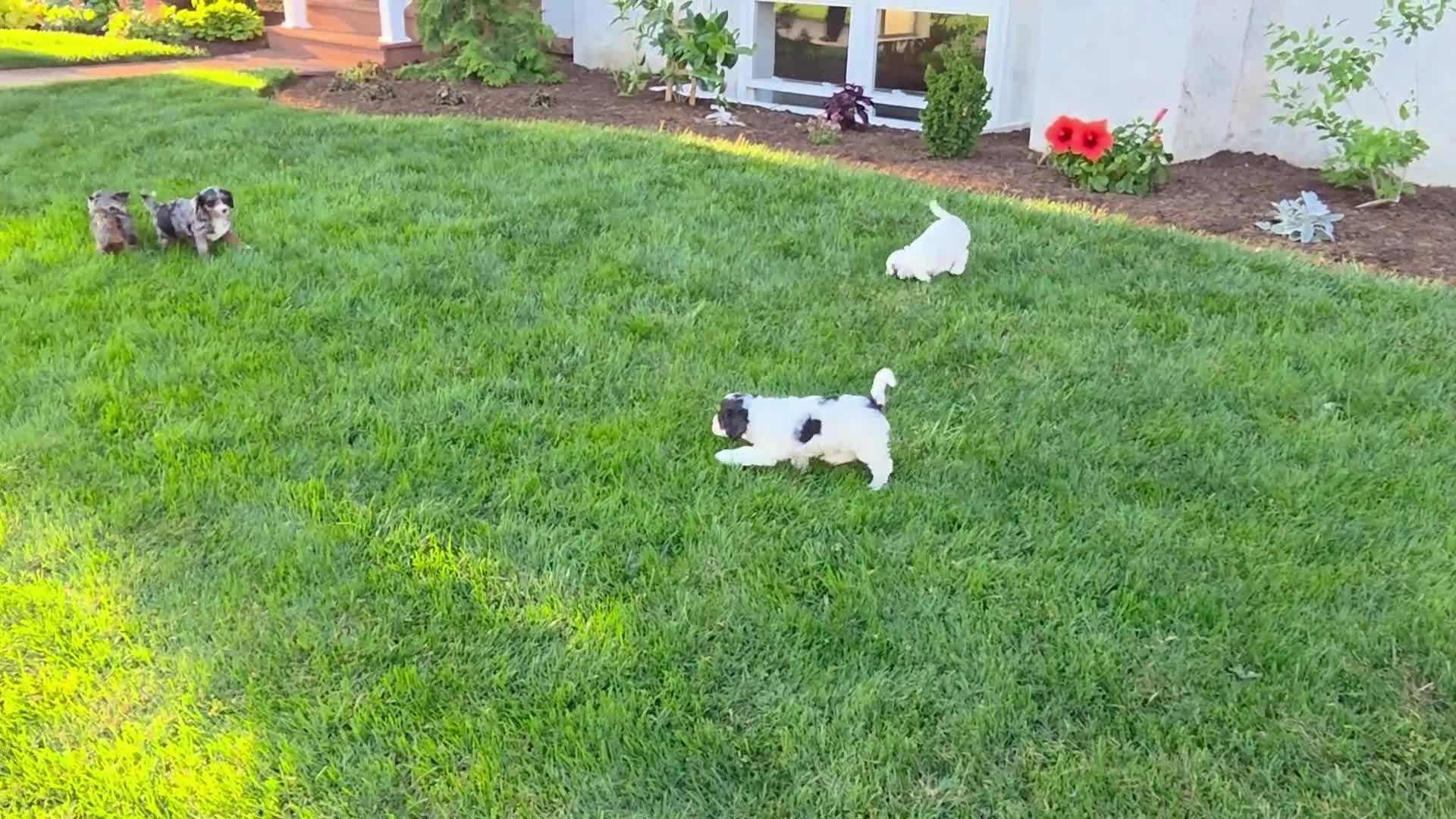 Cavapoo dogs for sale: Daisy - Video 1