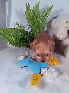 Shorkie dogs for sale: Prince - Video 1