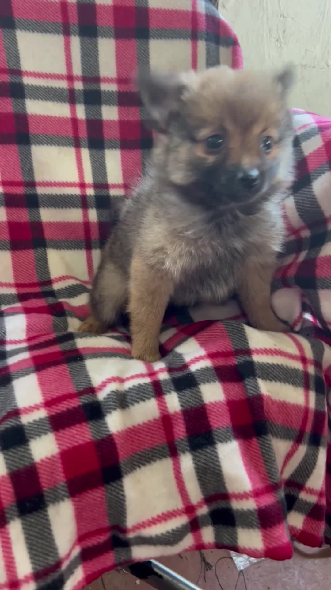 Pomeranian dogs for sale: Marlene - Video 1