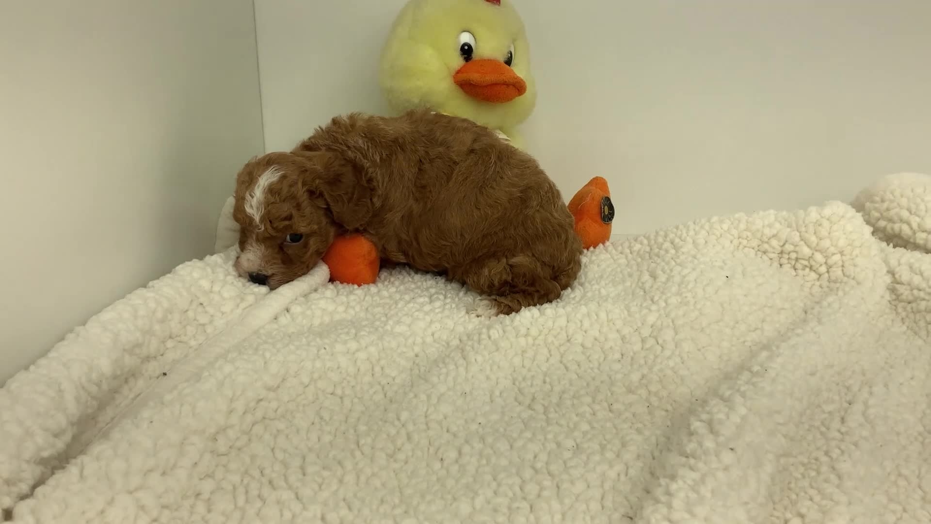 Toy Poodle dogs for sale: Jadon - Video 1