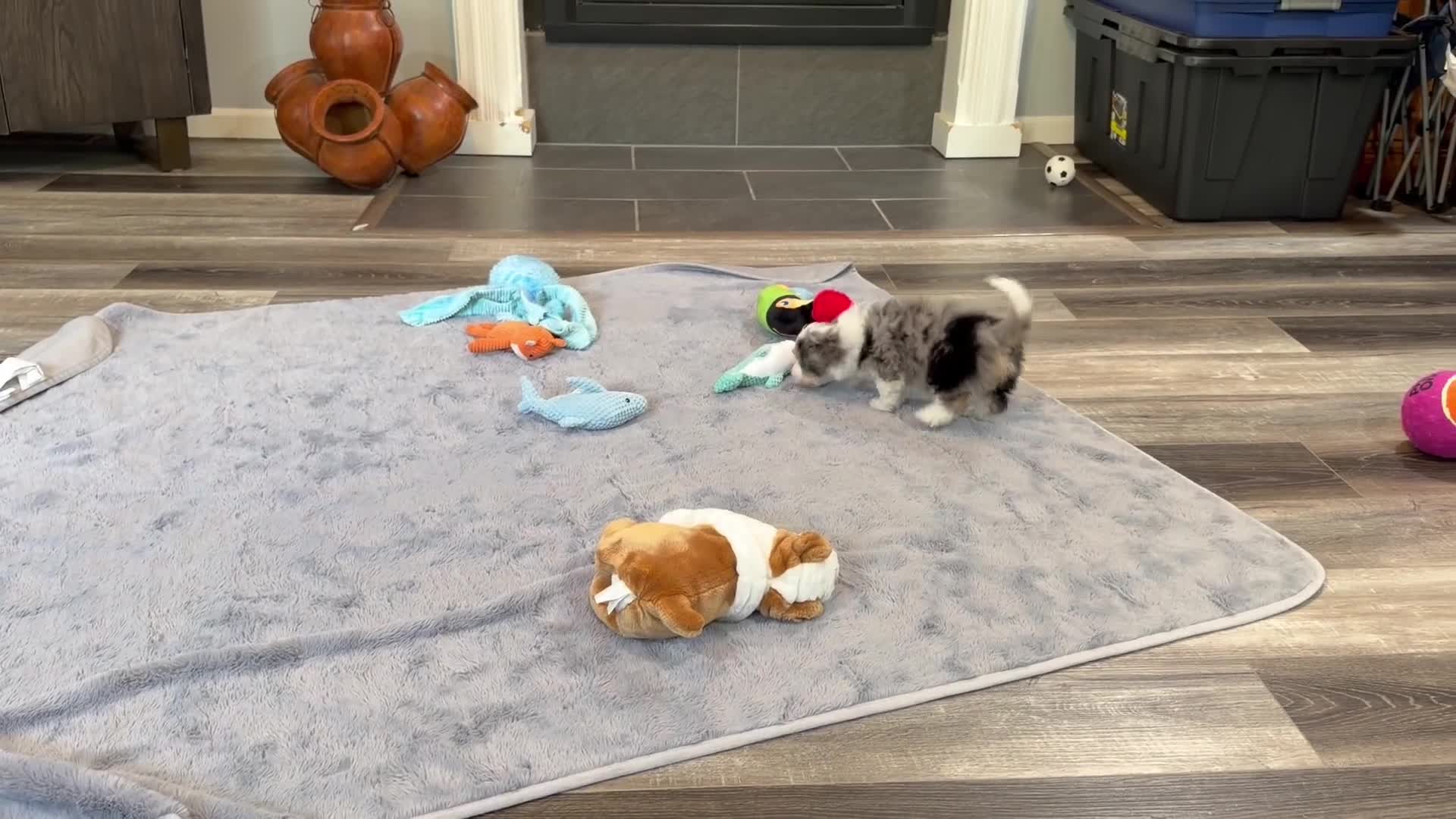 Aussiedoodle dogs for sale: Conley - Video 1
