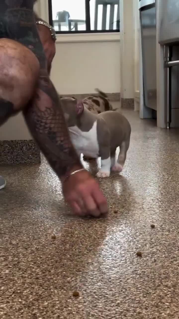 American Pit Bull Terrier dogs for sale: Luna - Video 2