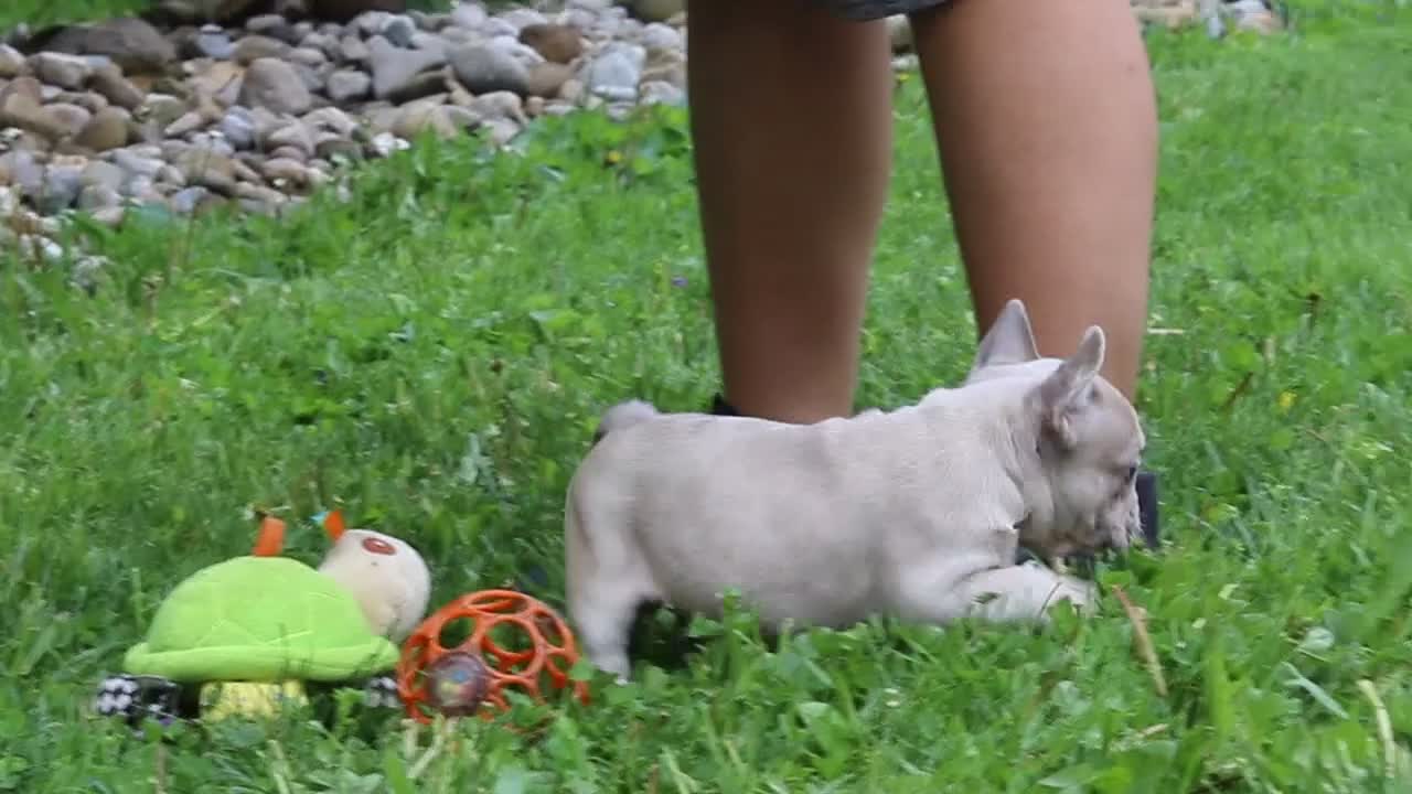 French Bulldog dogs for sale: Ace - Video 1