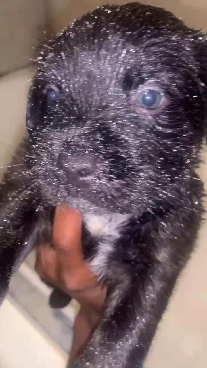 Mixed Breed dogs for sale: Red nose brindle pit bull mix with American mastiff - Video 1