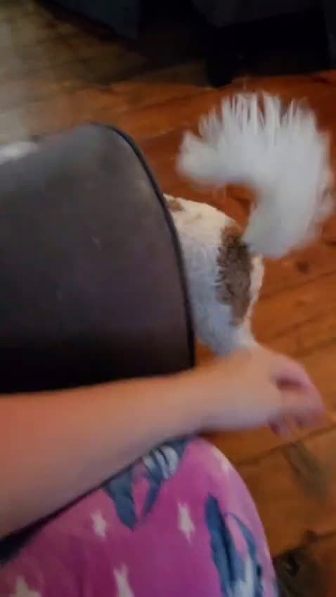 Cavapoo dogs for stud: Loki Kingsley - Video 1