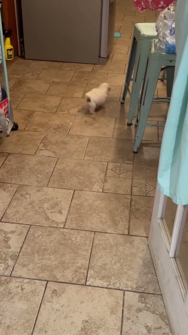 Toy Poodle dogs for sale: Biscuit 🤍🐻‍❄️ - Video 3
