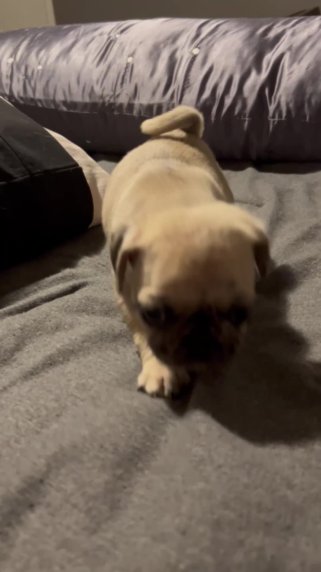 Pug dogs for sale: Pug Puppy 1 - Video 3