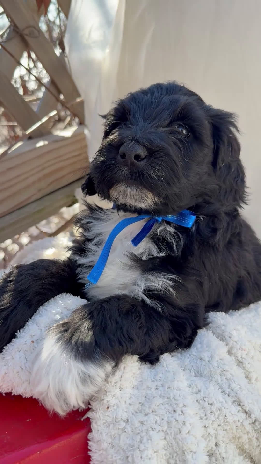 Mixed Breed dogs for sale: Diamont - Video 1