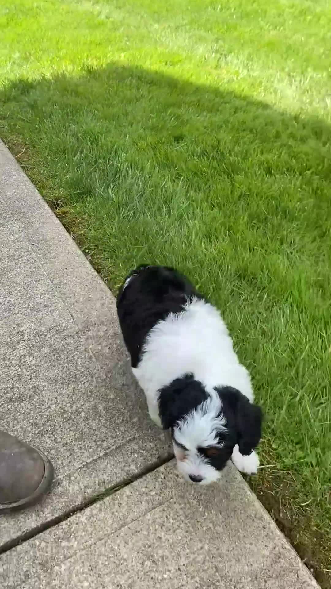 Mini Aussiedoodle dogs for sale: Bella - Video 1