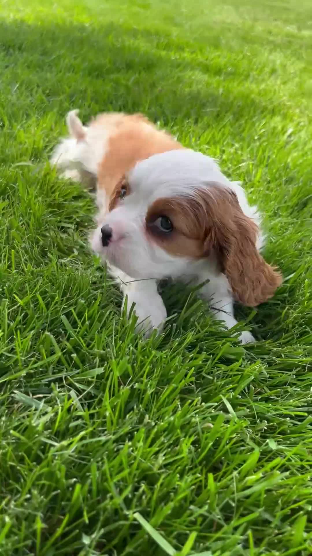 Cavalier King Charles Spaniel dogs for sale: Emmy - Video 1