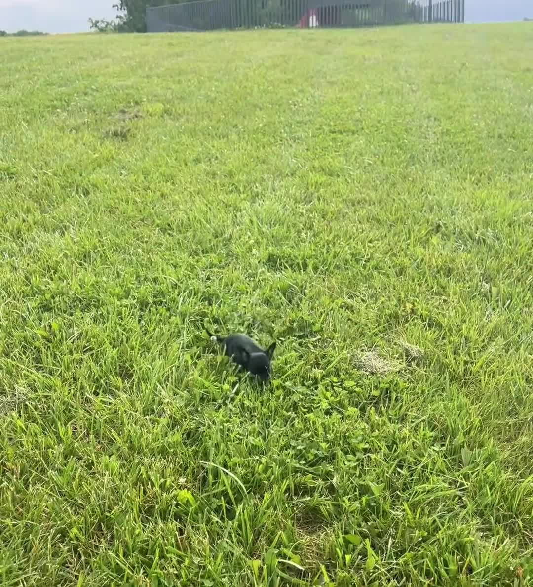Chihuahua dogs for sale: Black cherry  - Video 1