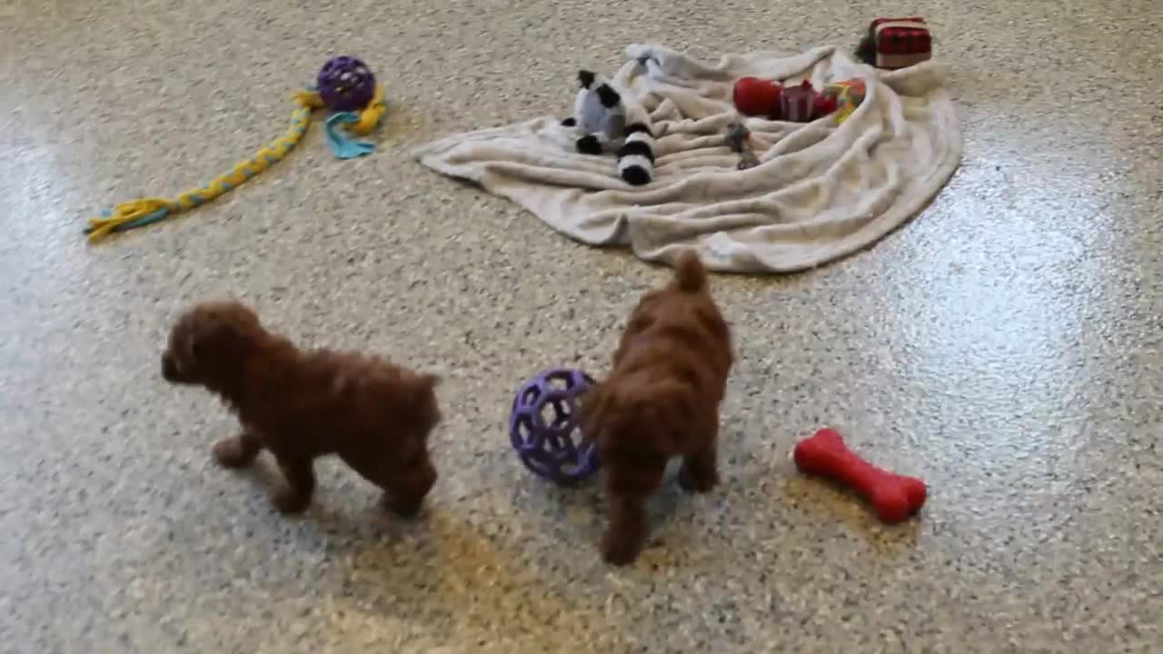 Toy Poodle dogs for sale: Xray - Video 1