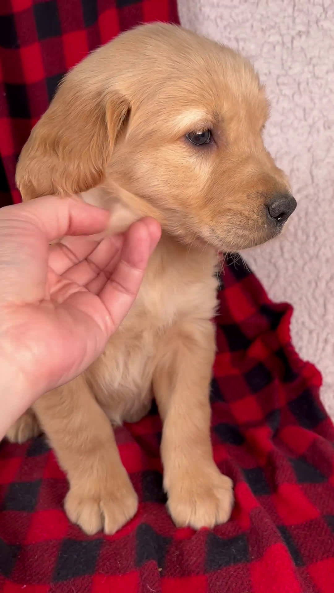 Golden Retriever dogs for sale: Tigger - Video 1