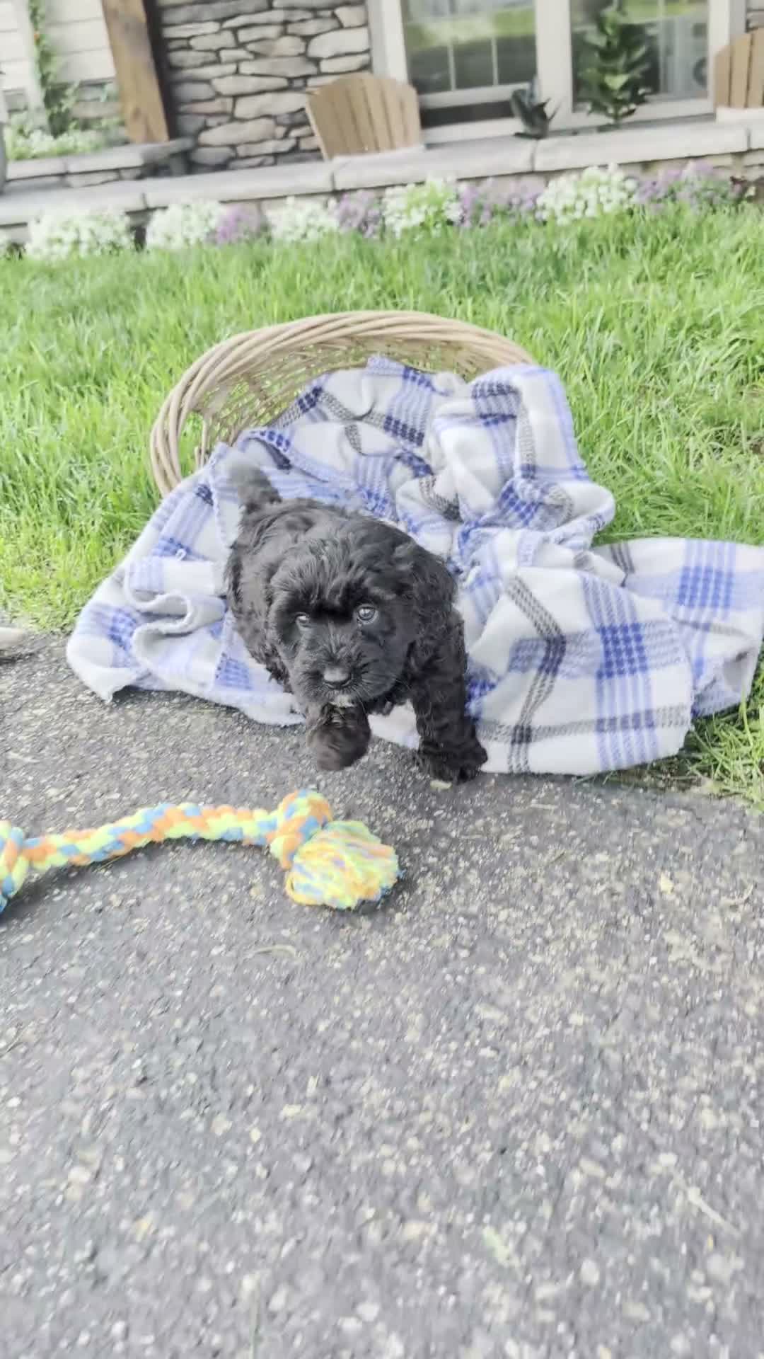 Cavapoo dogs for sale: Scotty  - Video 1