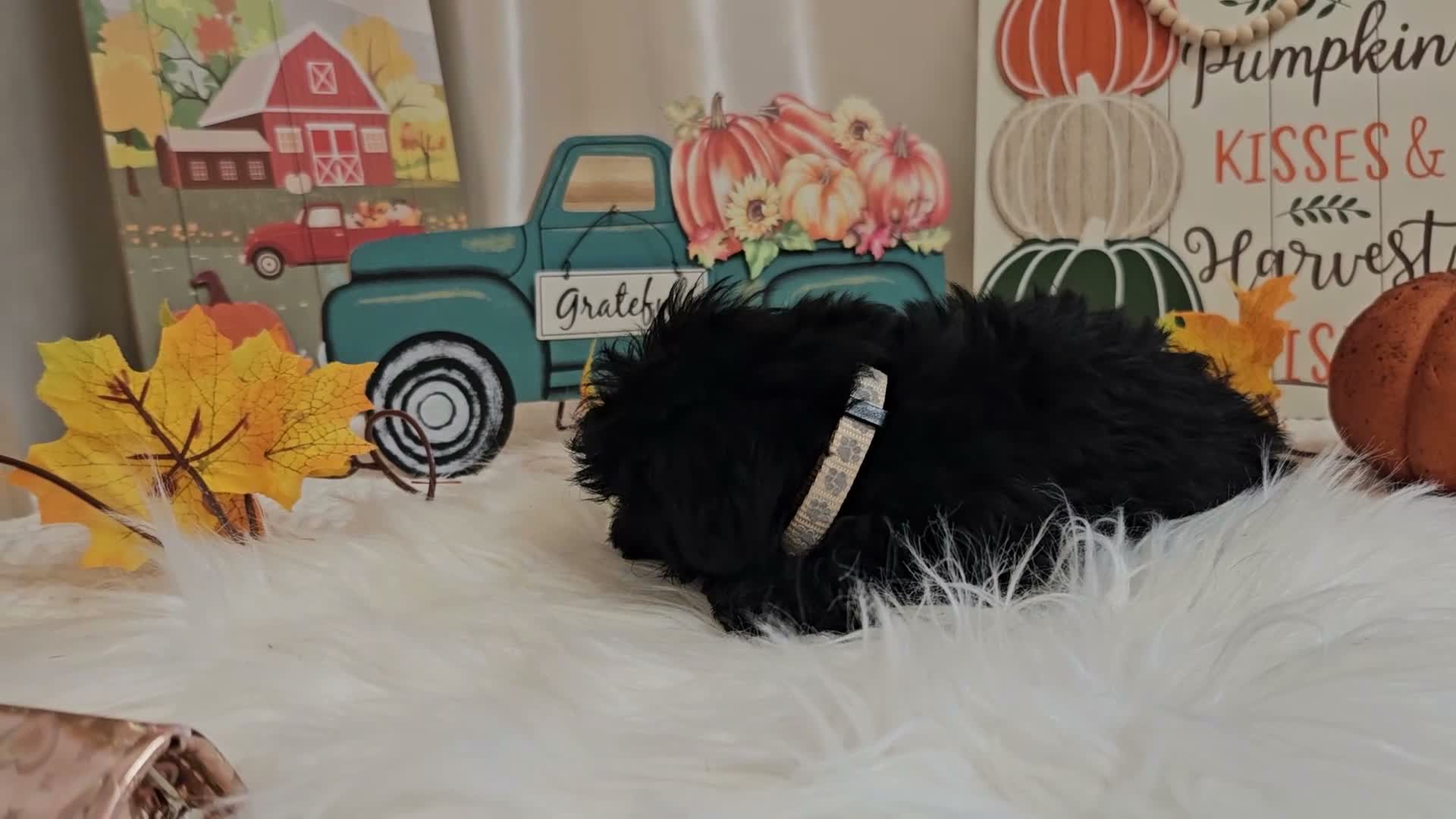 Yorkiepoo dogs for sale: Ava Jolene - Video 1