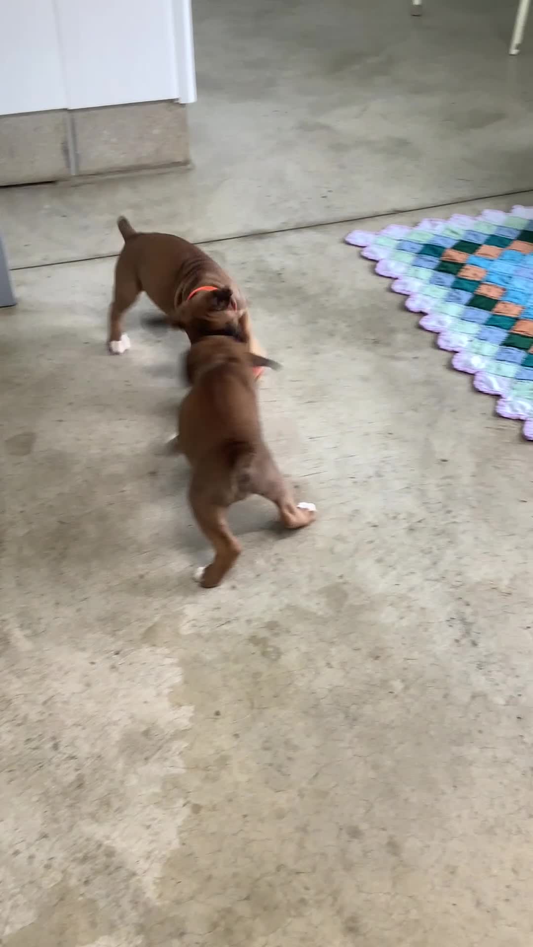 Boxer dogs for sale: Boxer Puppy 4-Sally - Video 1