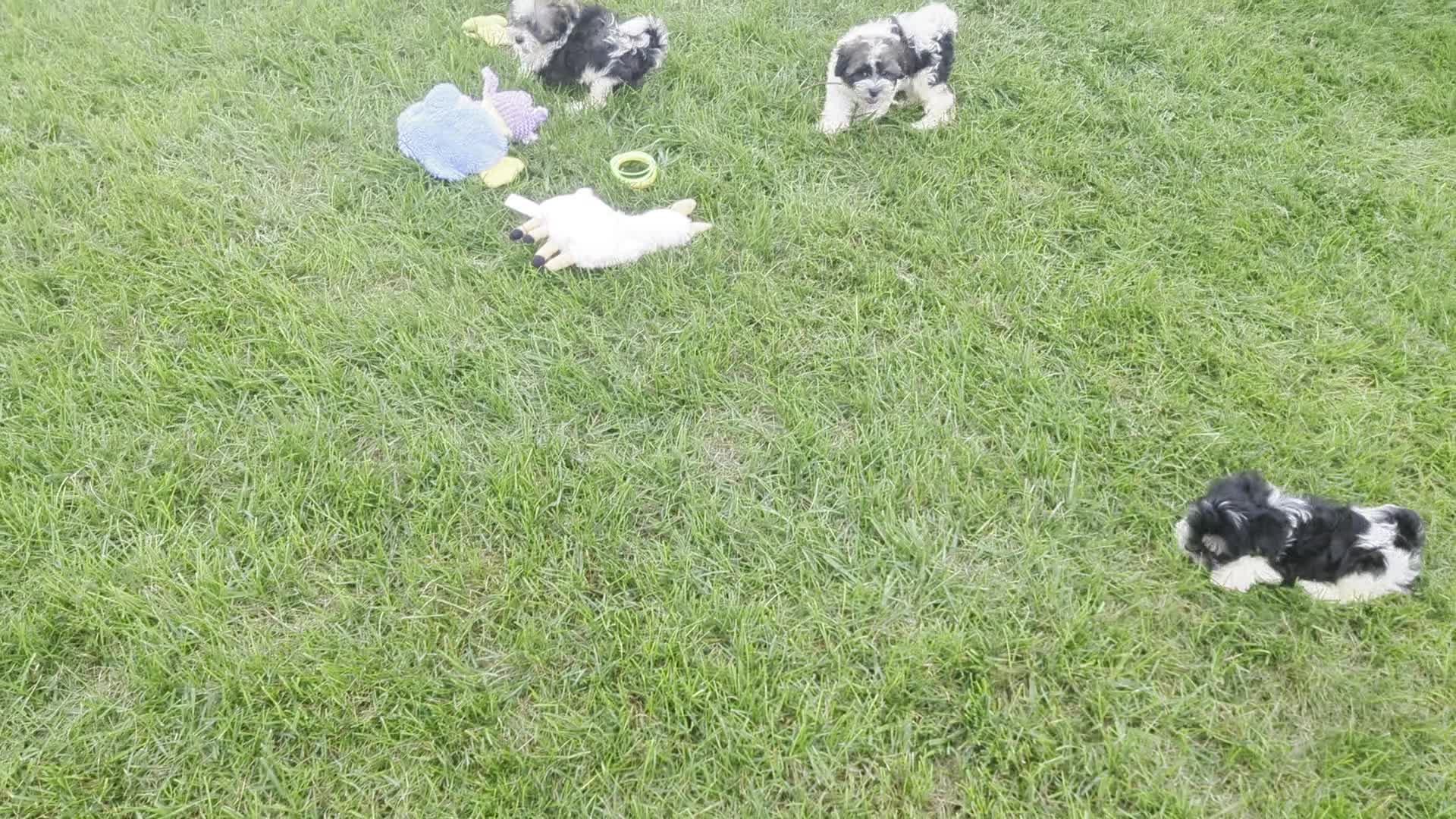 Havanese dogs for sale: Otis  - Video 1