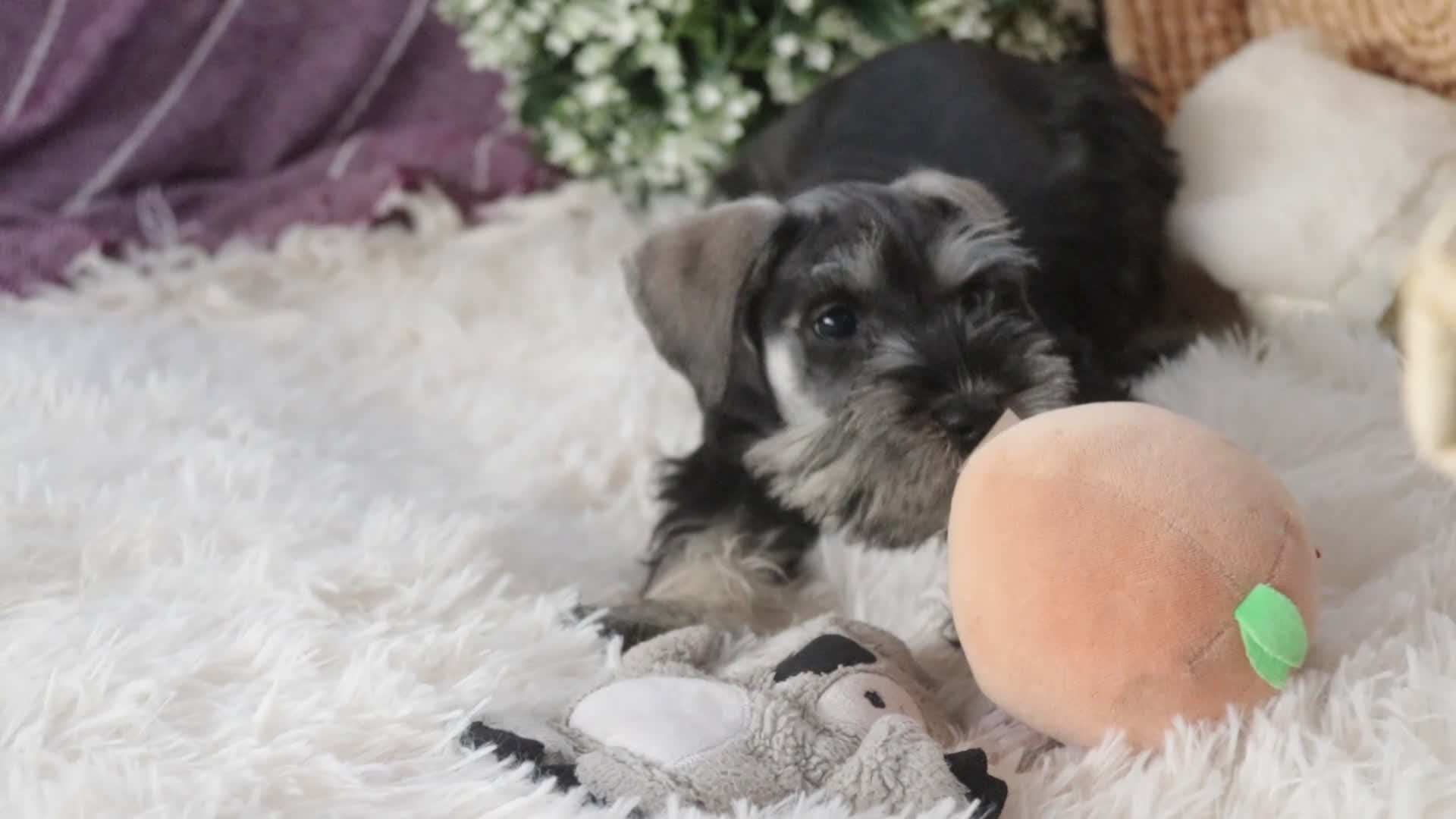 Miniature Schnauzer dogs for sale: Holly - Video 1
